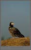 Egyptian Vultures | bharatpur Fine Art Nature Photography