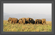 Feeding elephants at grasslands of Corbett National Park, India | favourites Fine Art Nature Photography