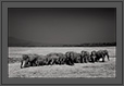 Elephant group | fauna Fine Art Nature Photography