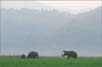 Asiatic Elephants mudbath | favourites Fine Art Nature Photography