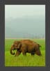 Asiatic Elephant Portrait | favourites Fine Art Nature Photography