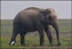 Elephant and Egret - Big and Small, Kaziranga National Park, India. | fauna Fine Art Nature Photography