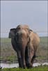 Elephant at Kaziranga National Park. | fauna Fine Art Nature Photography