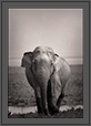 Elephant at Kaziranga National Park in B&W  | kaziranga Fine Art Nature Photography