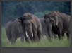 Indian Elephants | Elephas Maximus | favourites Fine Art Nature Photography