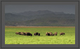 Corbet National Park - Grassland and Elephants | favourites Fine Art Nature Photography