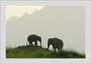 Indian Elephants at Corbet National Park, India | creative_visions Fine Art Nature Photography