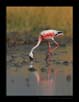 Lesser Flemingo, Little Runn of Kutch | avian Fine Art Nature Photography