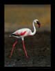 Lesser Flemingo, Little Runn of Kutch | avian Fine Art Nature Photography