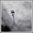 Flower | favourites Fine Art Nature Photography