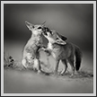 Indian Fox Cubs, Little Runn of Kutch India | fauna Fine Art Nature Photography
