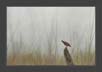 Black Francolin, Corbet National Park, India | avian Fine Art Nature Photography