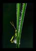 Grass Hopper in Dews | macro Fine Art Nature Photography