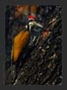 WoodPecker - Greater Flameback, Western Ghats | avian Fine Art Nature Photography