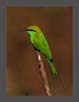 Green Bee Eater, Western Ghats, India. | avian Fine Art Nature Photography