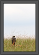 Montagu's Harrier in Grassland | avian Fine Art Nature Photography