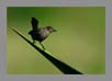 Indian Robin | avian Fine Art Nature Photography