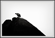  Indian Vulture - A Perspective | favourites Fine Art Nature Photography