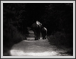  Journey - Elephants  | favourites Fine Art Nature Photography
