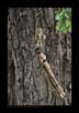 Asian Barred Owlet, Corbet National Park, India | avian Fine Art Nature Photography