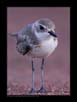 Kentish Plover | avian Fine Art Nature Photography