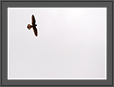 Common Kestrel in Flight | avian Fine Art Nature Photography