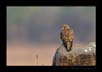 Common Kestrel | avian Fine Art Nature Photography