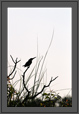 Pied Kingfisher | avian Fine Art Nature Photography