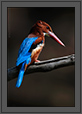 White Throated Kingfisher Portrait | avian Fine Art Nature Photography