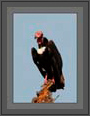 Red Headed Vulture Portrait, Kaziranga National Park. | avian Fine Art Nature Photography