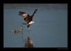 Brahmini Kite Fishing | favourites Fine Art Nature Photography