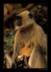 Langur Carrying its Dead Baby | color Fine Art Nature Photography