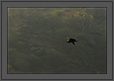 Indian Vulture Artistic Flight | creative_visions Fine Art Nature Photography
