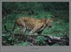 Leopard Portrait | fauna Fine Art Nature Photography