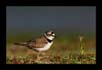 Little Ringed Plover, TG Halli | avian Fine Art Nature Photography