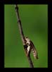 Dead Locust  | macro Fine Art Nature Photography
