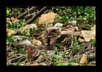 Long Tailed Nightjar - Camouflaged  | favourites Fine Art Nature Photography