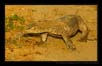 Monitor Lizard | fauna Fine Art Nature Photography