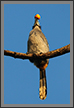 Malabar Grey Hornbill | avian Fine Art Nature Photography