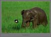 Mini Tusker and Mynas | fauna Fine Art Nature Photography