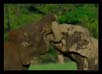 Elephants Mock Fight | fauna Fine Art Nature Photography