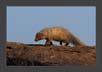 Mongoose on stone | favourites Fine Art Nature Photography