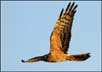 Montagu's Harrier | avian Fine Art Nature Photography