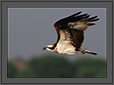 Osprey in Flight | Pandion Haliaetus | avian Fine Art Nature Photography