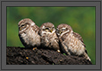 Spotted Owlets Expression Series 7 of 15 | Athene Brama | avian Fine Art Nature Photography