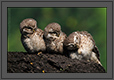 Spotted Owlets Expression Series 9 of 15 | Athene Brama | favourites Fine Art Nature Photography
