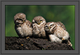 Spotted Owlets Expression Series 11 o 15 | Athene Brama | avian Fine Art Nature Photography