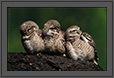 Spotted Owlets Expression Series 15 of 15 | Athene Brama | avian Fine Art Nature Photography