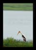 Painted Stork | favourites Fine Art Nature Photography