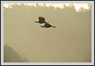  Peafowls in Flight | avian Fine Art Nature Photography